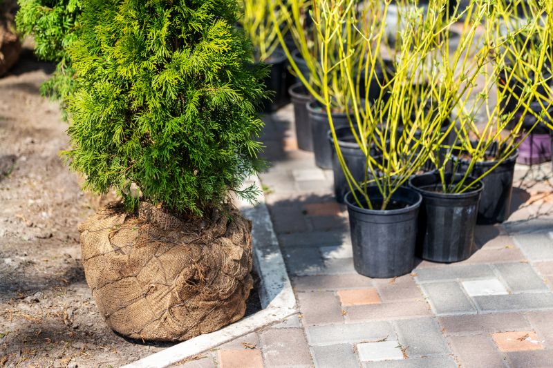 Plant Replacement in Ventura County, CA
